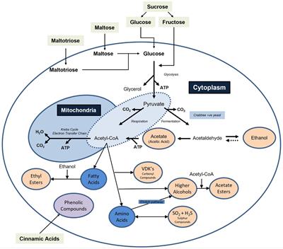 The two faces of microorganisms in traditional brewing and the implications for no- and low-alcohol beers